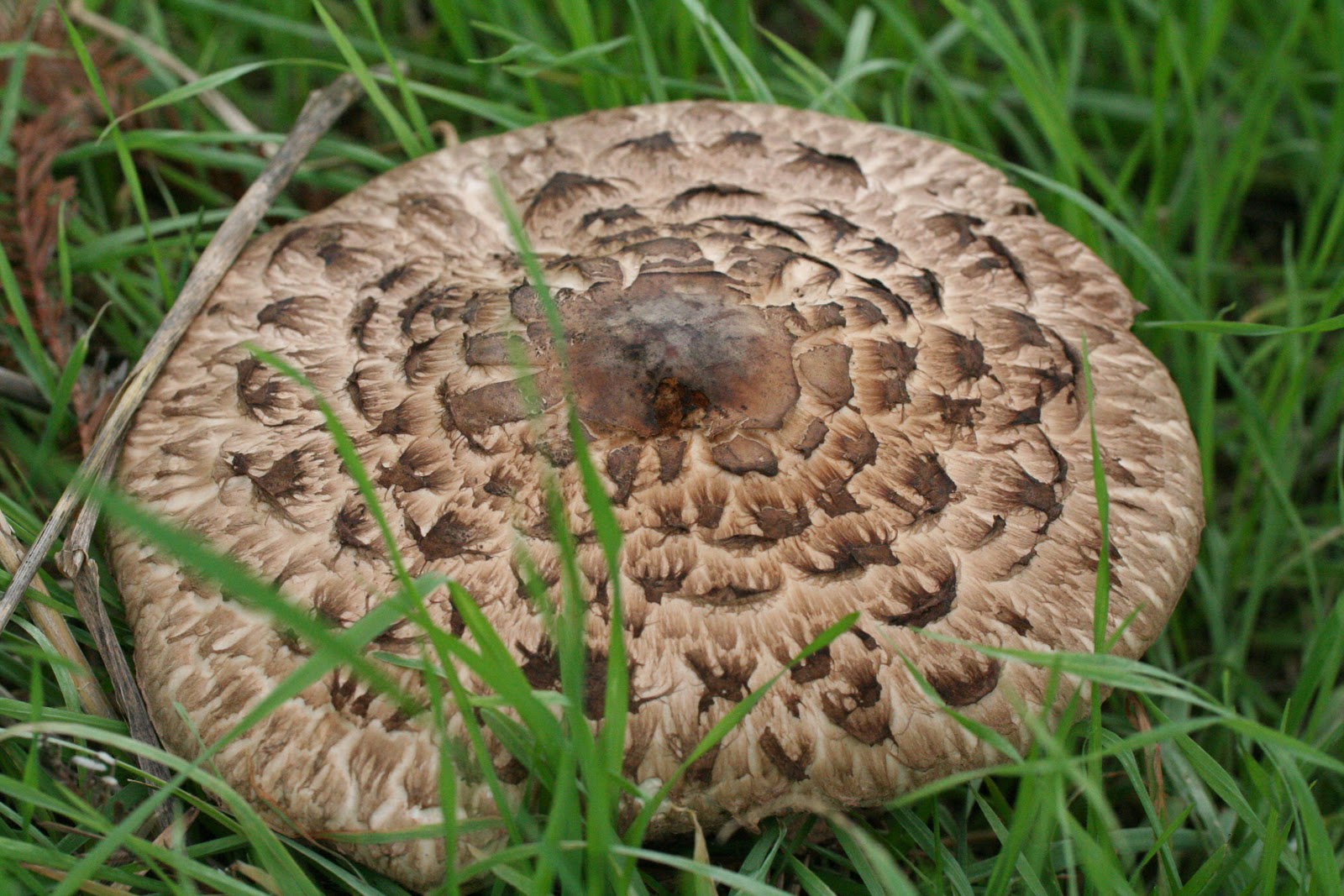 astellia online where to find mushrooms astellia online where to find mushrooms