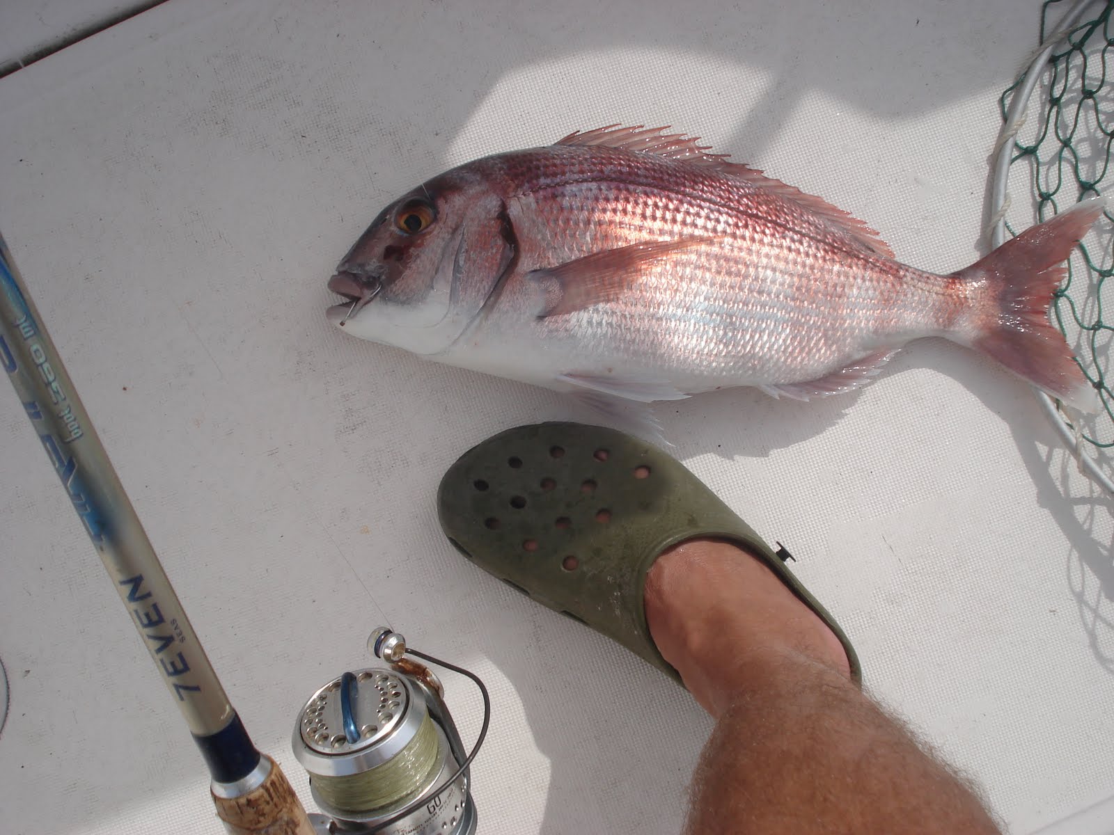 [Pargo+com+Cana.JPG]