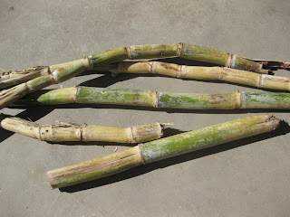 Sugarcane stalks
