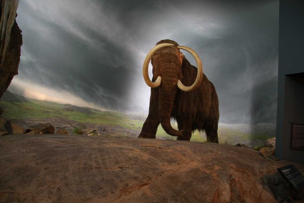 [Mammoth+Exhibit+at+the+Royal+BC+Museum.JPG]