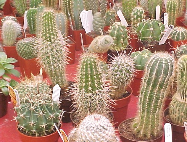 jardin jardin