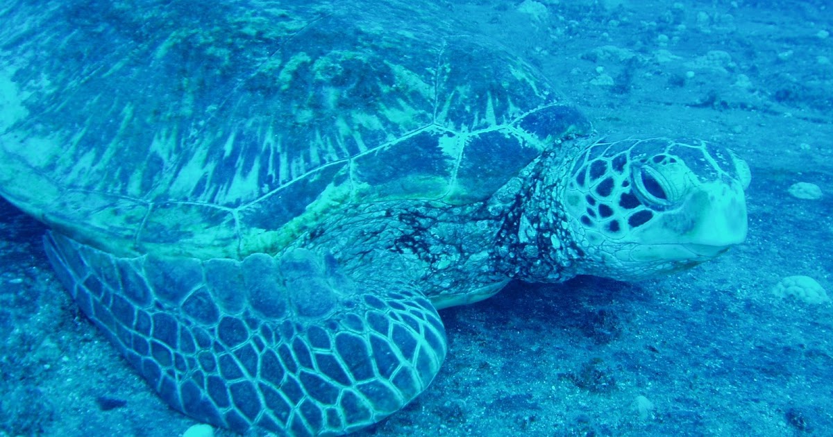 Rainbow Scuba Diving Hawaii Sea Tiger Ship Adventure On