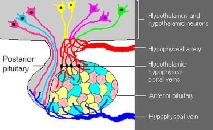 Hypophyseal Portal System