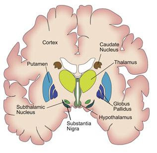 cerebellum basal ganglia