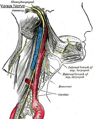 Vagus Nerve (CN X)