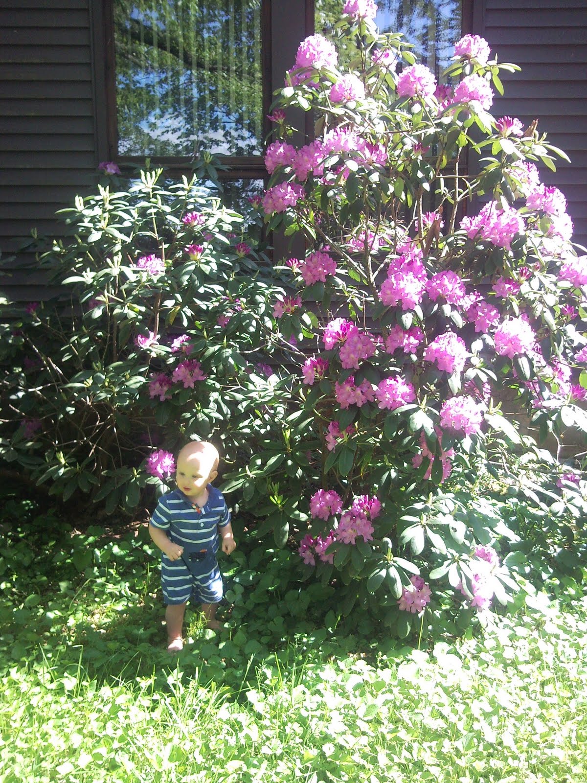 acid loving plants acid loving plants