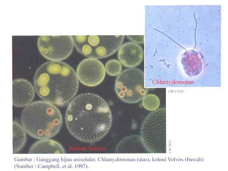 Contoh Makalah Protista Mirip Tumbuhan (Ganggang/Alga) Contoh Makalah Protista Mirip Tumbuhan (Ganggang/Alga)