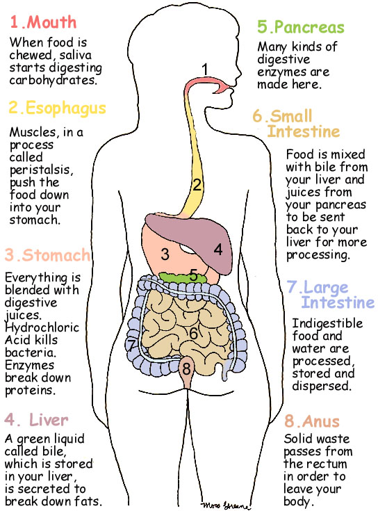 circulatory system diagram. circulatory system diagram without labels. circulatory system diagram.
