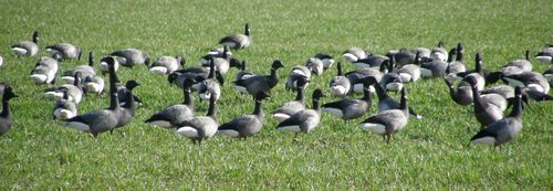 WILD GEESE