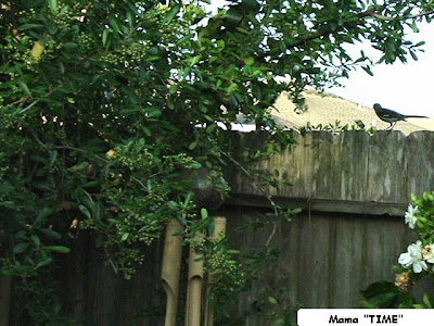 Mama Bird...just-a cussin' me out for being so near!