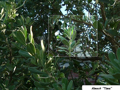 Outlined in white --baby bird in bush