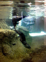 Otter