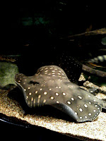 TWO spotted stingray