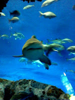 Shark