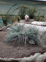 Rose Spoonbill -shore bird