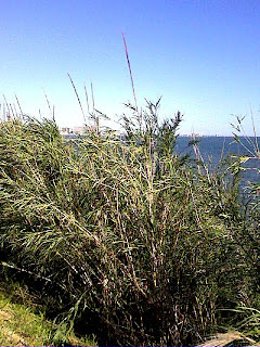 an outcropping of Bamboo