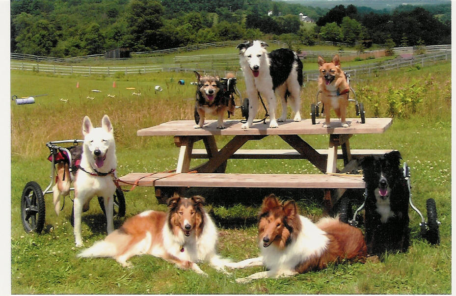 [DOG group photo.jpg]
