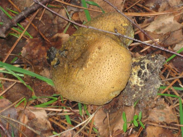 [COMMON+PUFFBALL+.JPG]