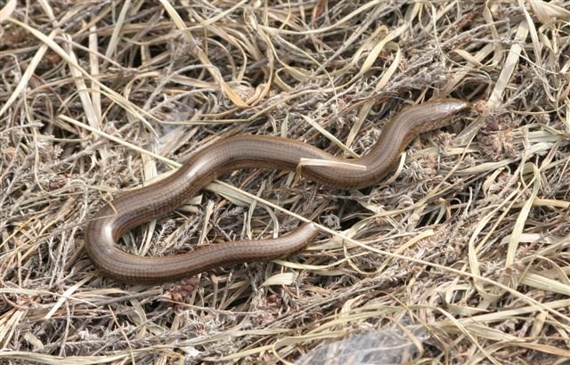 [Slow+Worm.jpg]