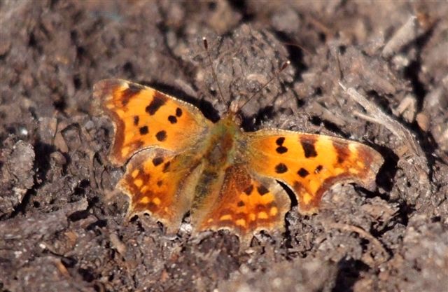 [K+W+Comma+Butterfly.jpg]