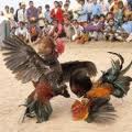 Ayam Bangkok Sering Kali Digunakan Untuk Petarung Karena Ayam Bangkok Sering Kali Digunakan Untuk Petarung Karena