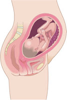 Semana 32 de embarazo Semana 32 embarazo