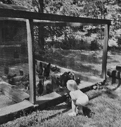 [pamela:chickens.jpg]