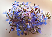 BORAGE BLUE FLOWER