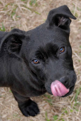 Chow Lab Pit Mix If your furry little friend Chow Lab Pit Mix If your furry little friend