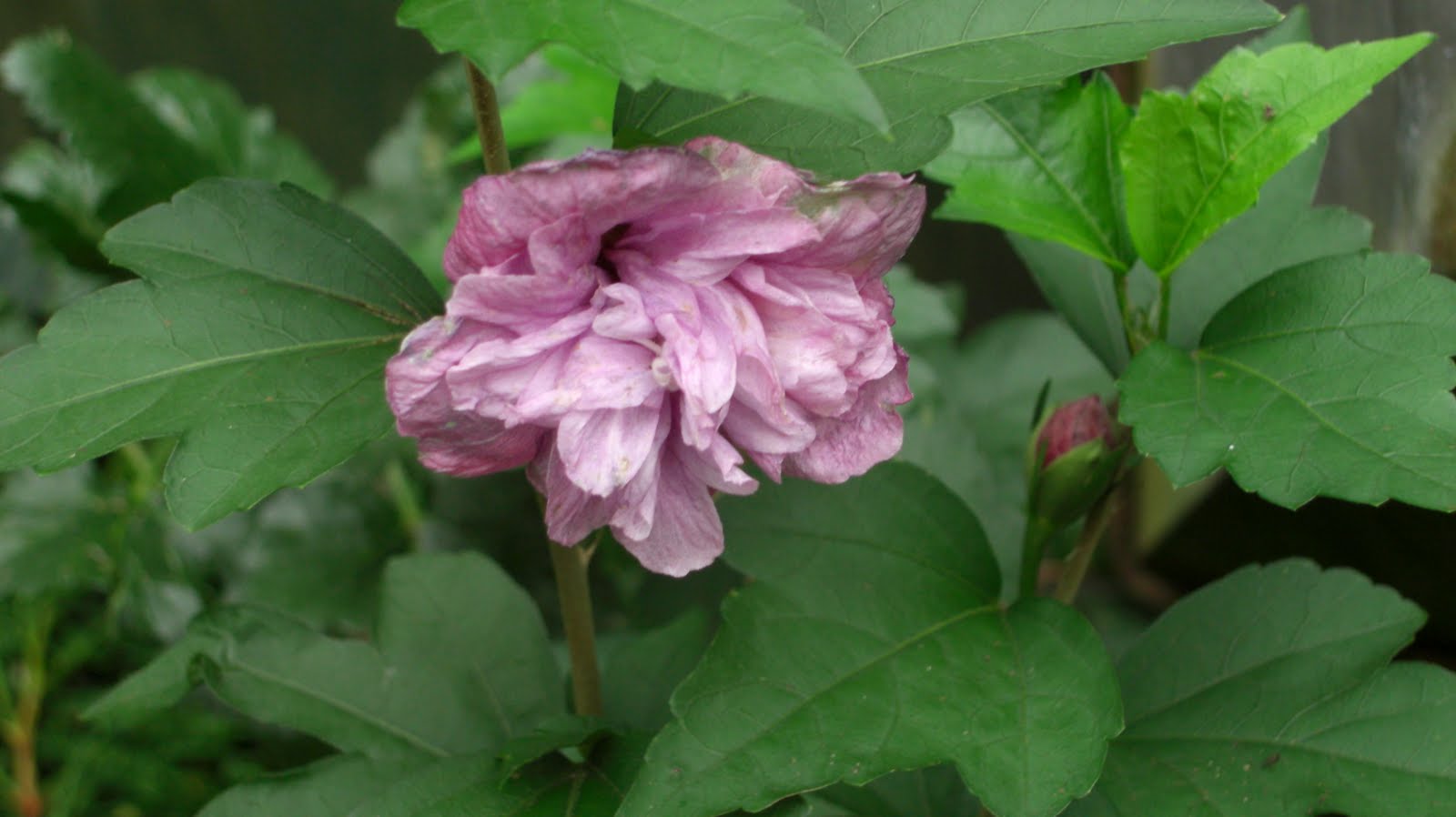 Why You Need To Be Planting Camellias In Your Garden