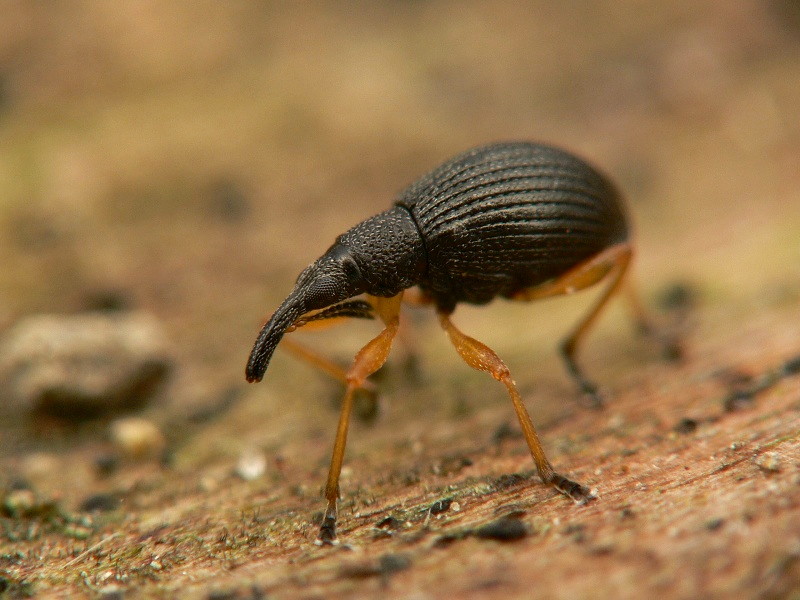 [P1060347apion.jpg]