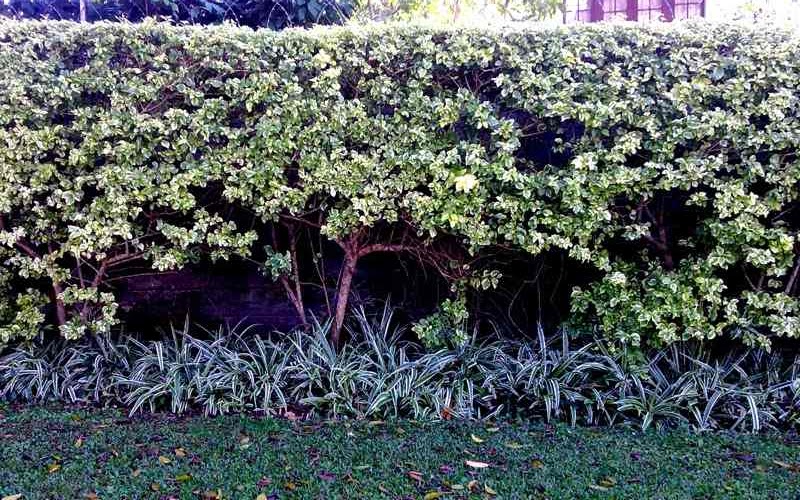 Fantasy Nursery Hedges