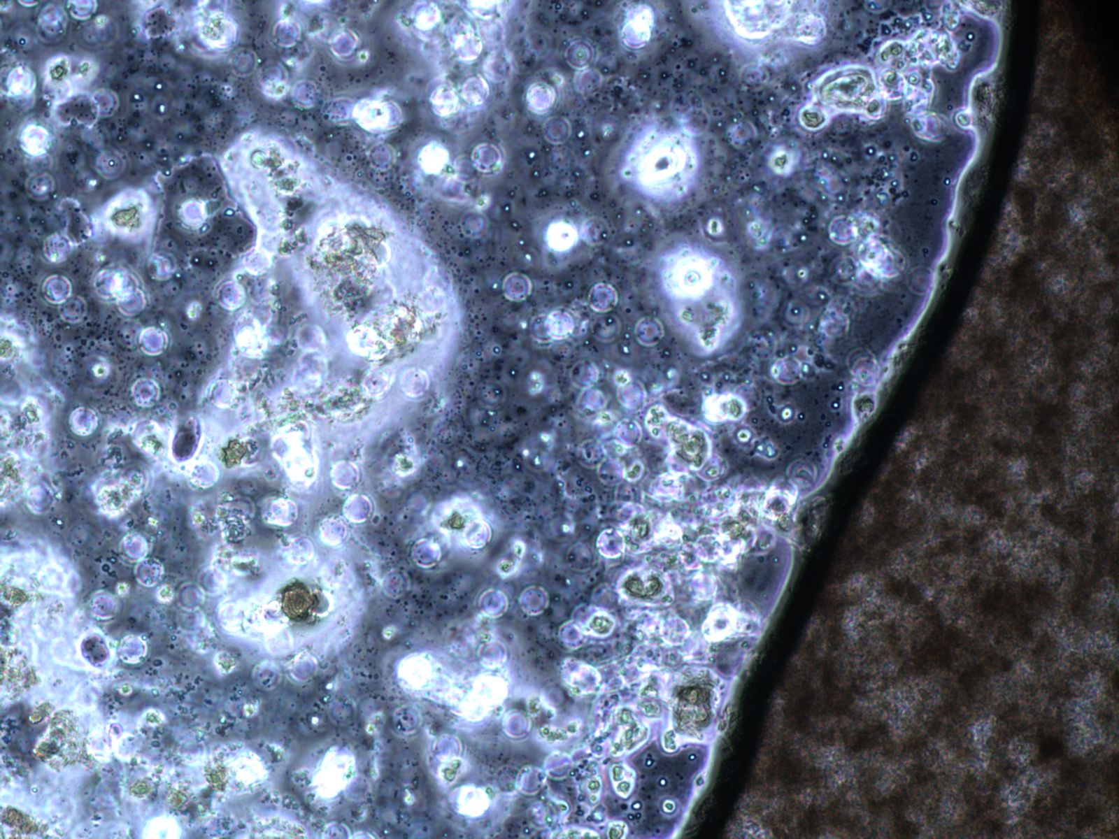 light microscope yogurt images 400x