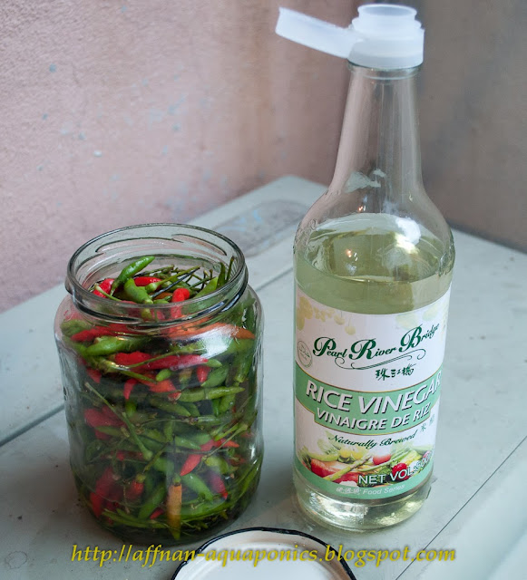 Affnan's Aquaponics Pickling Chillies