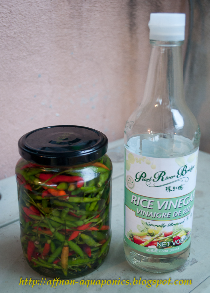 Affnan's Aquaponics Pickling Chillies