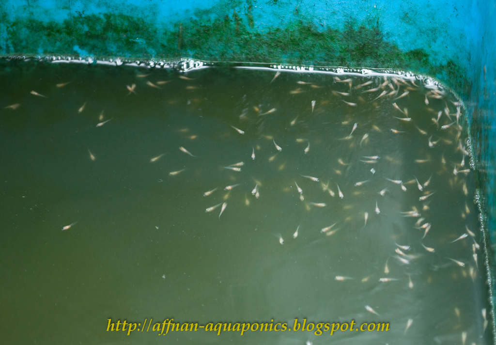 Affnan S Aquaponics Tilapia Breeding Part Ii