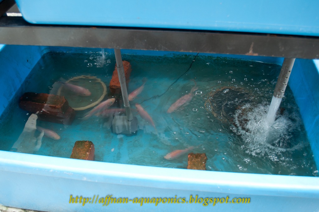 Affnan's Aquaponics Tilapia Breeding The New Set Part II