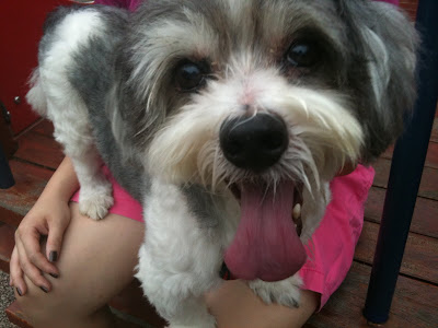 Huskee Maltese Shih Tzu