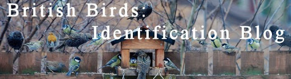 British Birds - Identification