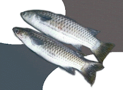 IKAN TAMOK