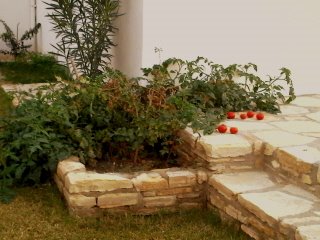 Yes!!  De eerste tomatenoogst! Bio!! (vakantieoord...)