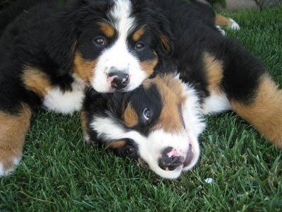 Bernese Mountain Dog Eye Problems Bernese Mountain Dog Eye Problems