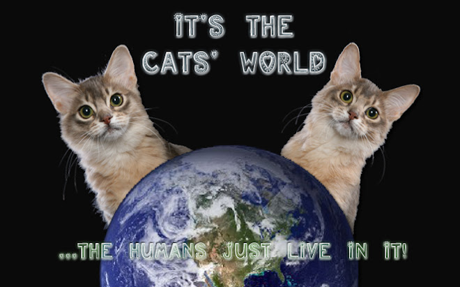 It's the Cats' World...