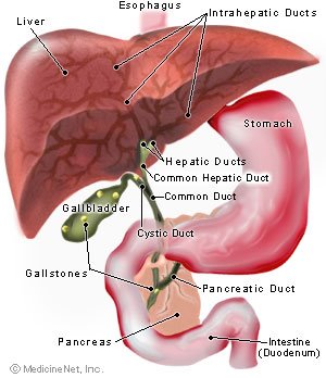 [Gall+Bladder.bmp]
