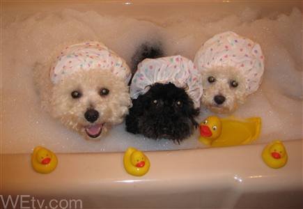 Three Dogs in the Fountain.....