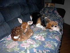 lost fawn and a new friend