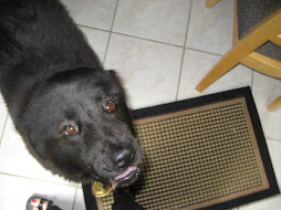 A really silly picture of Boo with her cow bell (lol)!