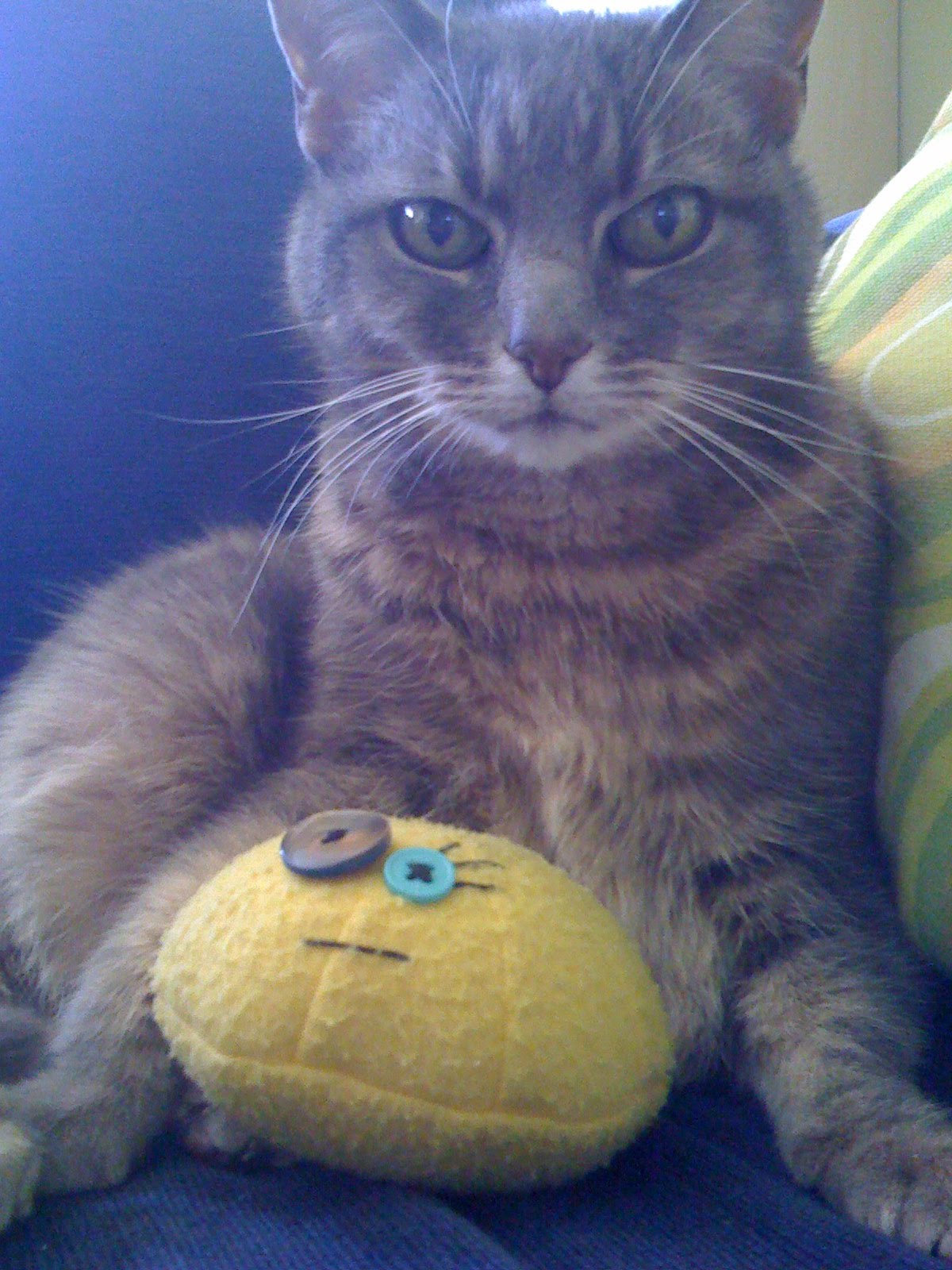 Poppy Heart The Best Cat in the World!