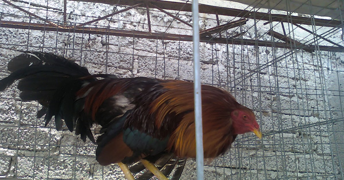 Peleas de gallos Gallos Colorados