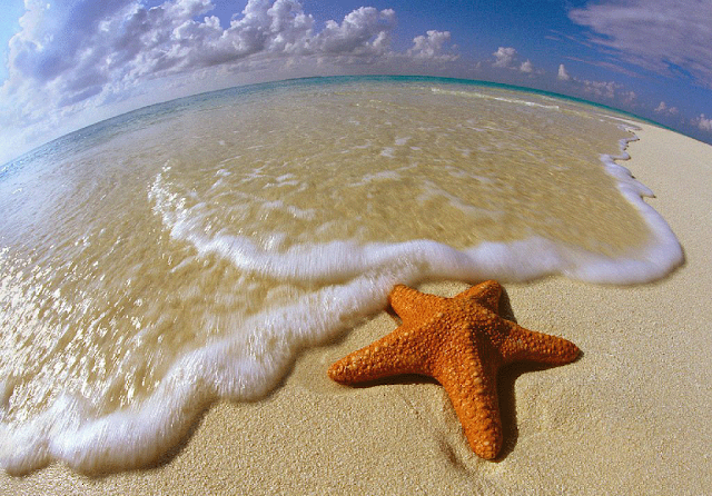 ONDAS E ESTRELAS DO MAR